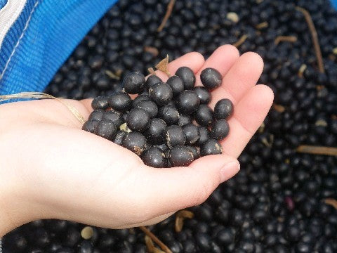 ＜植物性乳酸菌飲料＞ソイラクト黒無糖100ml・6本入り